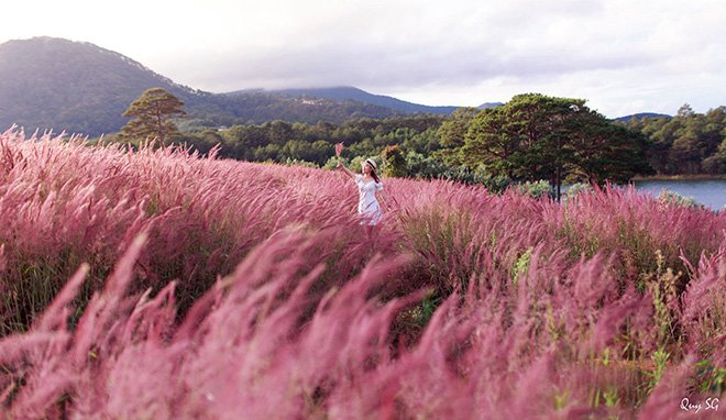 Đi Đà Lạt mùa này mà chưa ghé thăm đồi cỏ hồng đẹp tuyệt này thì phí cả chuyến đi
