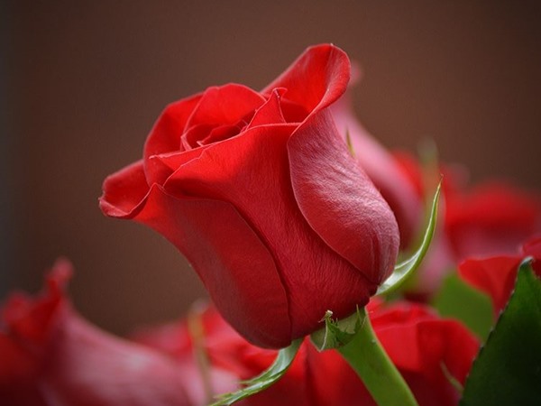Hoa hồng đỏ - Ý nghĩa của tình yêu sâu đậm thủy chung