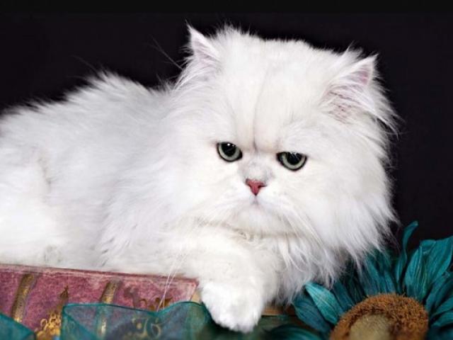 Mèo Ba Tư - Đặc điểm, giá bán, cách nuôi và chăm sóc tốt nhất