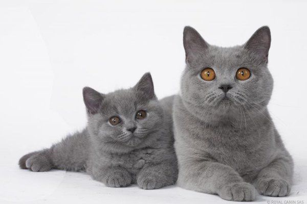 Mèo Anh lông ngắn - Đặc điểm, phân loại, cách nuôi và chăm sóc - 4