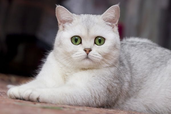 Mèo Anh lông ngắn - Đặc điểm, phân loại, cách nuôi và chăm sóc - 8