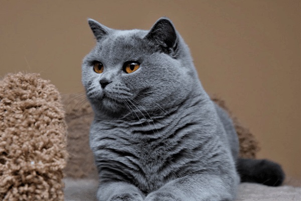 Mèo Anh lông ngắn - Đặc điểm, phân loại, cách nuôi và chăm sóc - 9