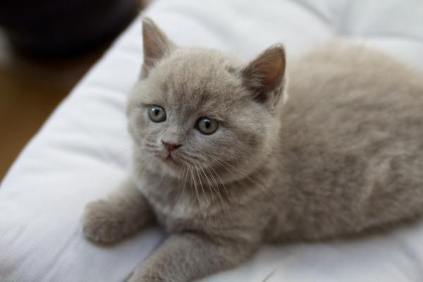 Bật mí từ A-Z cách nuôi mèo Anh lông ngắn béo khỏe cho người mới | Kin Neko  Petshop