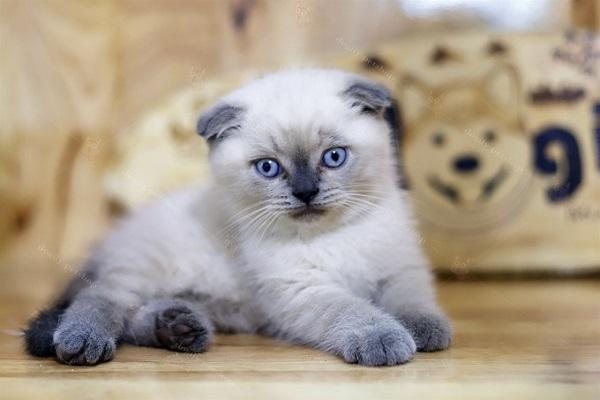 Mèo Anh lông ngắn - Đặc điểm, phân loại, cách nuôi và chăm sóc - 12