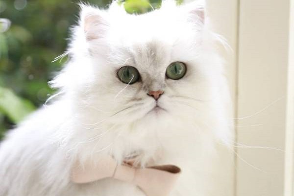 Mèo Ba Tư - Đặc điểm, giá bán, cách nuôi và chăm sóc tốt nhất - 8