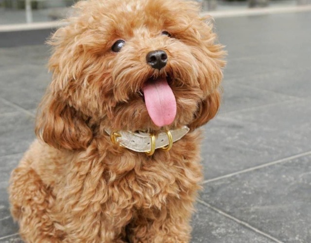Bạn có biết rằng có nhiều phân loại chó Poodle khác nhau? Từ \