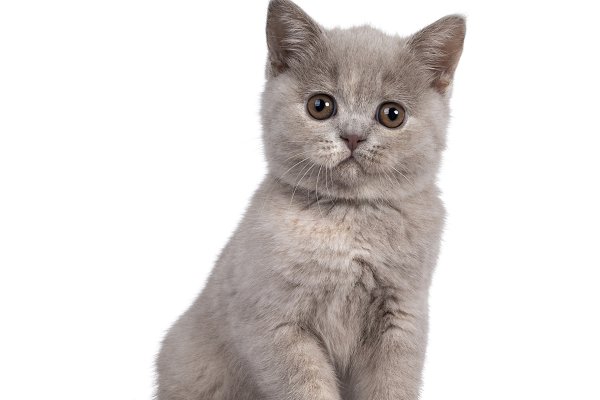 Mèo Anh lông ngắn - Đặc điểm, phân loại, cách nuôi và chăm sóc - 11
