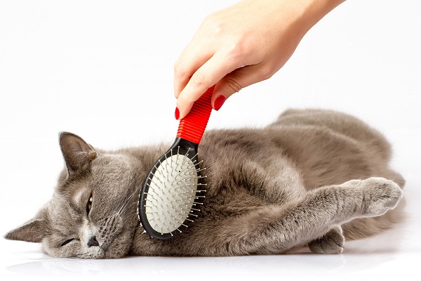 Mèo Anh lông ngắn - Đặc điểm, phân loại, cách nuôi và chăm sóc - 15