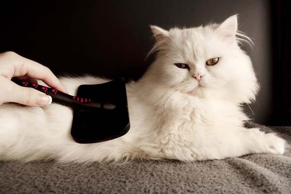 Mèo Ba Tư - Đặc điểm, giá bán, cách nuôi và chăm sóc tốt nhất - 10