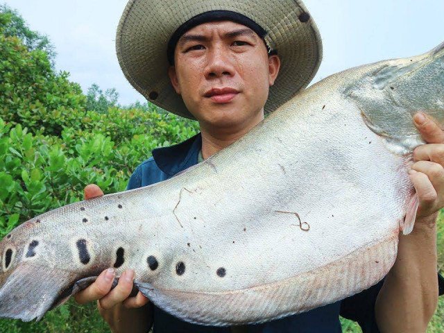 Thác lác sông ở Kon Tum là loài gì mà khiến dân bắt được là cả nhà vui mừng?