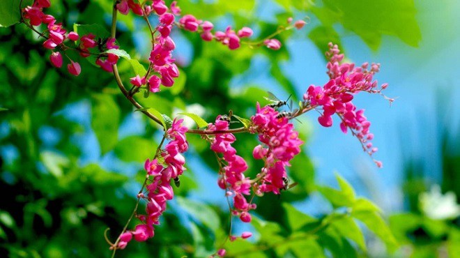 10 loại hoa siêu dễ trồng mùa thu khiến ban công thêm rực rõ, ai đi qua cũng nhìn - 7