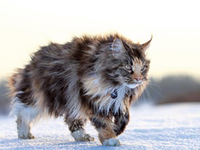 Mèo Maine Coon: Đặc điểm, cách nuôi và chăm sóc, giá bán