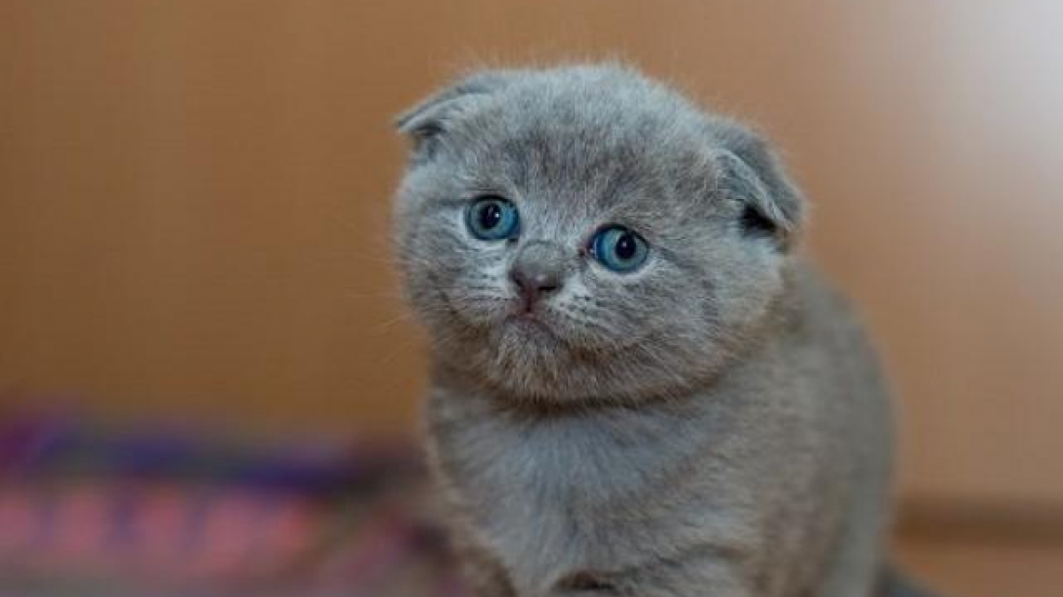 Mèo Tai Cụp Scottish Fold - Giá Bán, Đặc Điểm Và Cách Nuôi Tốt Nhất