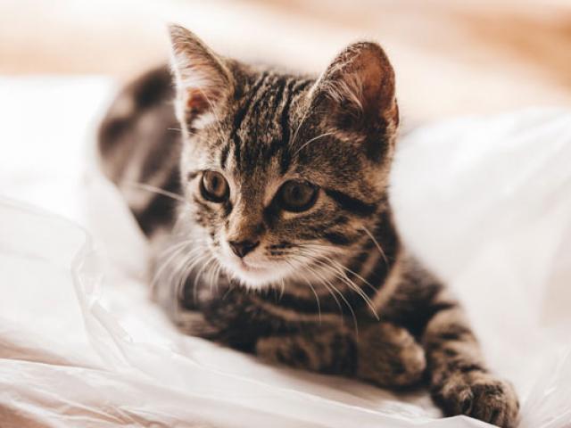 Mèo mướp: Cách nuôi và chăm sóc 