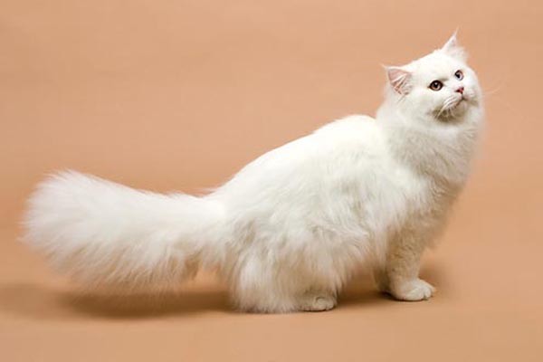 Mèo Anh lông dài có những loại nào và cách nuôi, chăm sóc mèo tốt nhất - 3