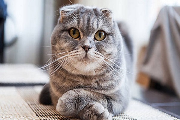 Mèo tai cụp Scottish Fold - Giá bán, đặc điểm và cách nuôi tốt nhất - 4