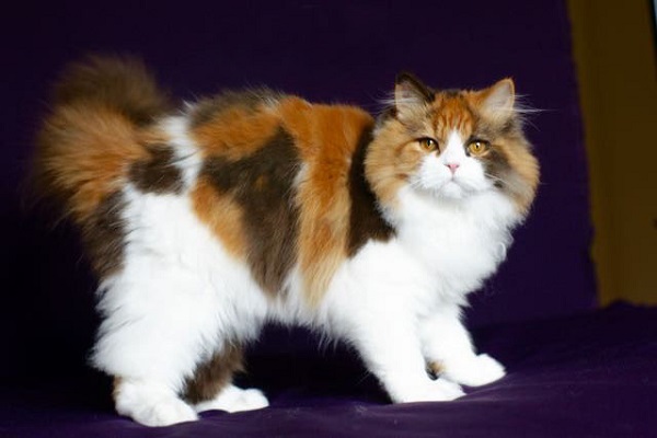 Mèo Anh lông dài có những loại nào và cách nuôi, chăm sóc mèo tốt nhất - 8