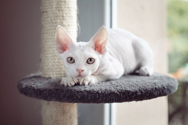 Mèo không lông Sphynx - Đặc điểm, cách nuôi và giá bán tại Việt Nam