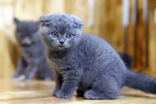 Mèo tai cụp Scottish Fold - Giá bán, đặc điểm và cách nuôi tốt nhất - 3