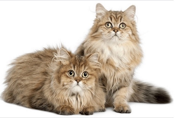 Mèo Anh lông dài có những loại nào và cách nuôi, chăm sóc mèo tốt nhất - 9