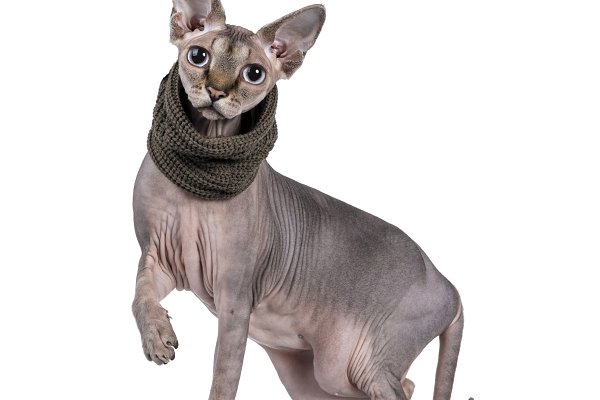Mèo không lông Sphynx - Đặc điểm, cách nuôi và giá bán tại Việt Nam