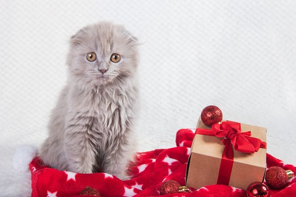 Mèo tai cụp Scottish Fold - Giá bán, đặc điểm và cách nuôi tốt nhất - 11