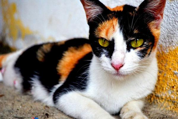 Mèo mướp: Đặc điểm, tập tính, cách nuôi và huấn luyện - 8