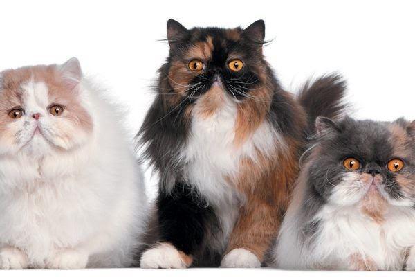 Mèo Ba Tư - Đặc điểm, giá bán, cách nuôi và chăm sóc tốt nhất - 1