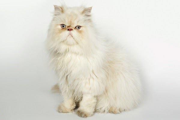Mèo Ba Tư - Đặc điểm, giá bán, cách nuôi và chăm sóc tốt nhất - 5