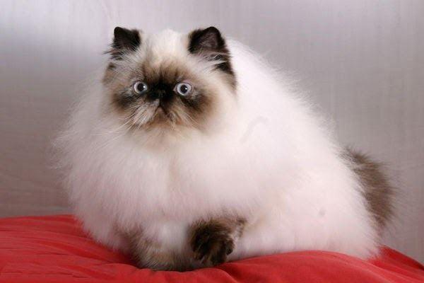 Mèo Ba Tư - Đặc điểm, giá bán, cách nuôi và chăm sóc tốt nhất - 7