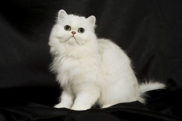 Mèo Ba Tư - Đặc điểm, giá bán, cách nuôi và chăm sóc tốt nhất - 11