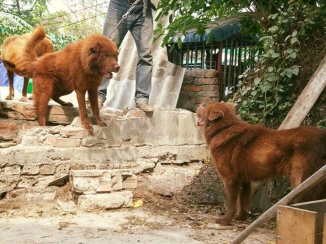 Chó Bắc Hà - Những thông tin cần biết về giống chó Quốc Khuyển Việt Nam