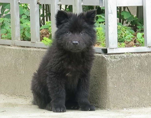 Chó Bắc Hà - Những thông tin cần biết về giống chó Quốc Khuyển Việt Nam - 3