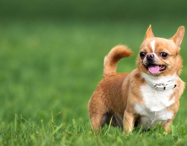 Chó Chihuahua - Giống chó nhỏ nhưng rất tinh nhanh, đáng yêu