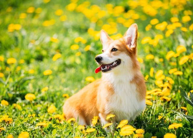 Chú Chó Corgi Welsh  Ảnh miễn phí trên Pixabay  Pixabay