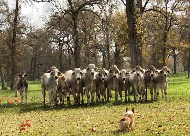 18 sự thật về chó Corgi khiến chúng trở thành vật nuôi tốt nhất