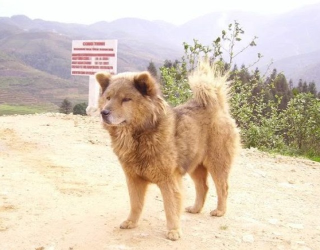 Chó Bắc Hà - Những thông tin cần biết về giống chó Quốc Khuyển Việt Nam - 6