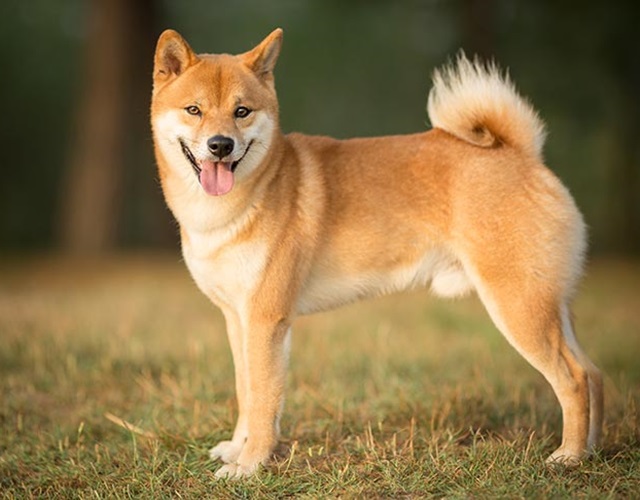 Chó Shiba: Chó Shiba với nét đẹp tự nhiên và tính cách độc đáo chắc chắn sẽ thu hút sự chú ý của bạn. Hãy xem chúng trong hình ảnh này và cảm nhận sự dịu dàng nhưng cũng rất mạnh mẽ. Hãy khám phá sự thông minh và tinh nghịch của loài động vật tuyệt vời này!