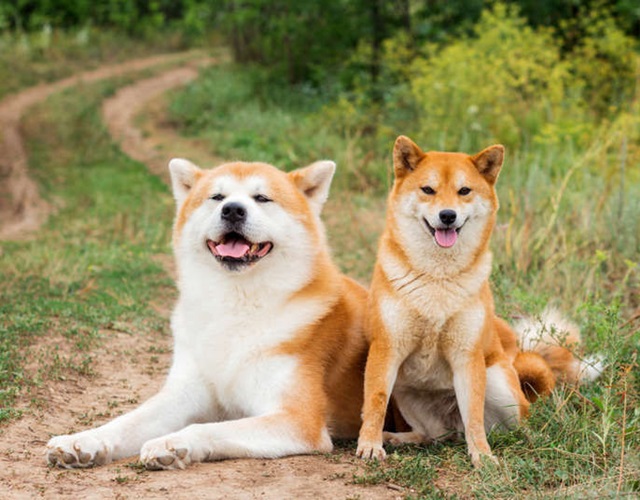 Tính cách của chó Shiba thật độc đáo và khác biệt. Xem hình ảnh này, bạn sẽ nhận ra rằng chúng có tính cách độc lập, thông minh và rất kiên trì.
