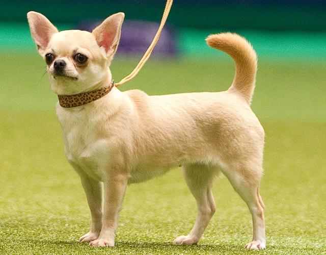 Chó Chihuahua - Giống chó nhỏ nhưng rất tinh nhanh, đáng yêu