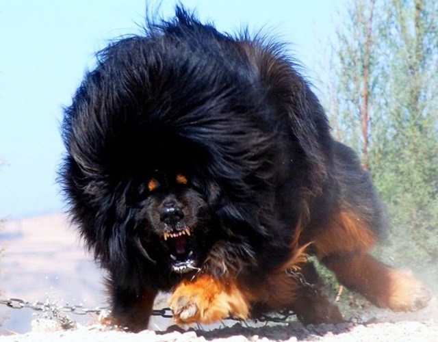Chó ngao Tây Tạng: Hãy chiêm ngưỡng vẻ đẹp hoang sơ và uy nghi của Chó ngao Tây Tạng, một giống chó độc đáo được coi là \