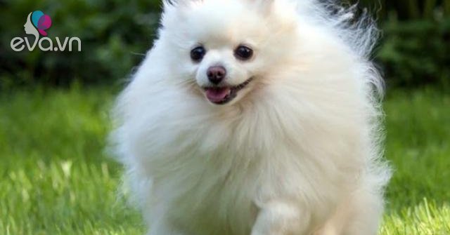 Chó Phốc Sóc – Một chú chó Phốc Sóc dễ thương đang chờ bạn khám phá trong hình ảnh này. Với bộ lông dai và màu vàng nâu êm ái, chú chó này sẽ khiến bạn cảm thấy thư giãn và yêu đời hơn bao giờ hết.