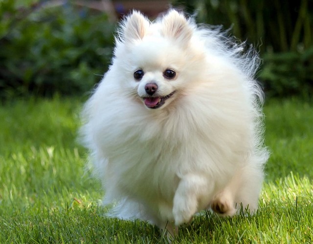 Chó Phốc Sóc Pomeranian Lịch sử đặc điểm tính cách và cách chăm sóc