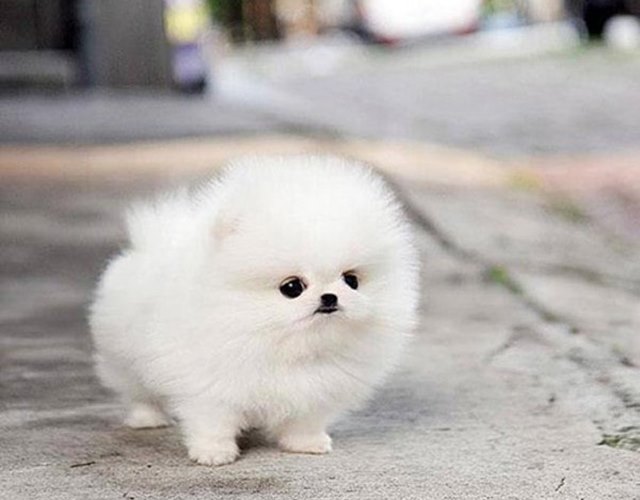 Chó phốc sóc mini: Những chú chó phốc sóc mini quá dễ thương và đáng yêu! Nếu bạn muốn được chìm đắm trong thế giới của những chú cún xinh xinh này, thì đừng bỏ lỡ bức ảnh liên quan đến chủ đề này.