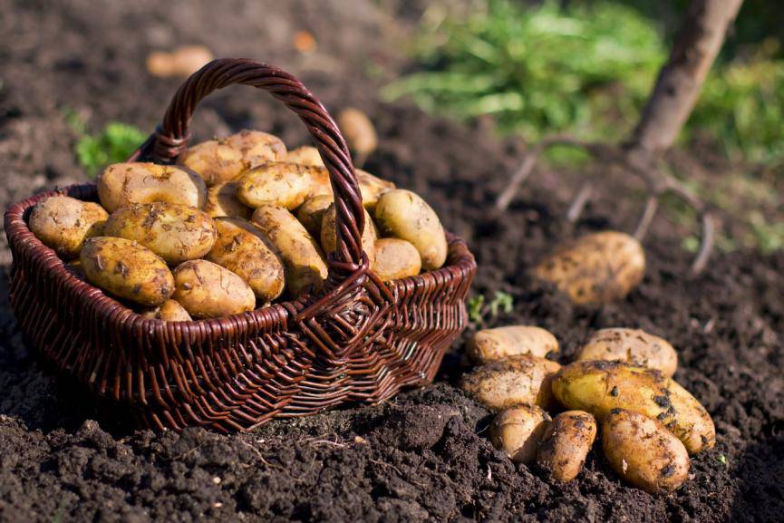 11 tác dụng của khoai tây và những bất lợi cần lưu ý - 1