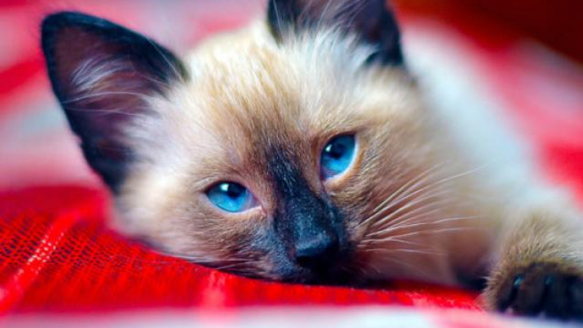 Các bạn yêu mèo không thể bỏ qua hình ảnh đáng yêu của Mèo Xiêm đấy! Với bộ lông dày và màu sắc đẹp mắt, Mèo Xiêm là một trong những giống mèo được nhiều người yêu thích.