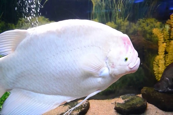 Cá Tai Tượng có những loại nào, ý nghĩa và cách nuôi cá đẹp - 5