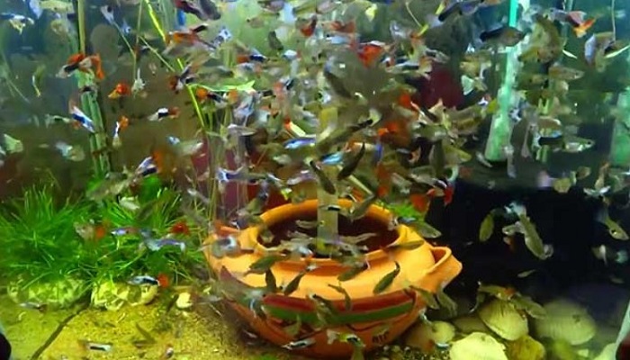Chi tiết 79 về mô hình nuôi cá 7 màu trong nhà hay nhất  Tin học Đông Hòa