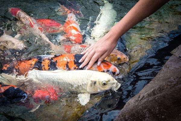 Cá Koi giá bao nhiêu và cách nuôi, chăm sóc tốt nhất - 29