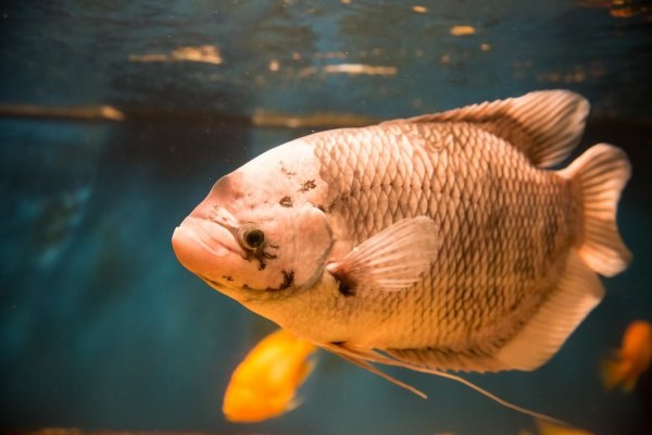 Cá Tai Tượng có những loại nào, ý nghĩa và cách nuôi cá đẹp - 8